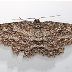 Ectropis fractaria (Ringed Bark Moth) at Ainslie, ACT - 18 Mar 2025 by jb2602