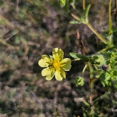 Potentilla recta at Cabramurra, NSW - Yesterday by Csteele4