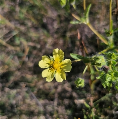 Potentilla recta at Cabramurra, NSW - Yesterday by Csteele4