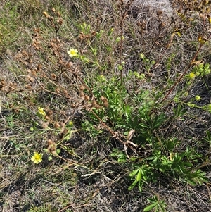 Potentilla recta at Cabramurra, NSW - 25 Mar 2025 04:09 PM