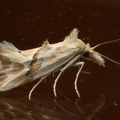 Heliocosma argyroleuca (A tortrix or leafroller moth) at Ainslie, ACT - 18 Mar 2025 by jb2602