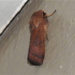 Proteuxoa porphyrescens (Red Noctuid) at Wanniassa, ACT - Yesterday by JohnBundock