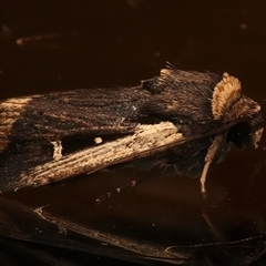 Proteuxoa tortisigna (Streaked Rictonis Moth) at Ainslie, ACT - 18 Mar 2025 by jb2602