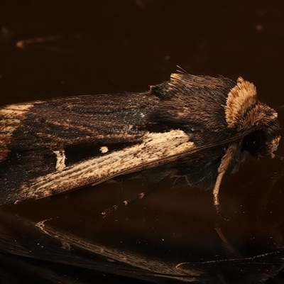 Proteuxoa tortisigna (Streaked Rictonis Moth) at Ainslie, ACT - 18 Mar 2025 by jb2602