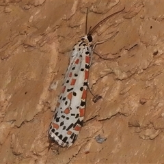 Utetheisa (genus) (A tiger moth) at Wanniassa, ACT - Yesterday by JohnBundock