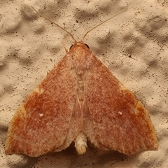 Heterorta plutonis (A Noctuid moth (Acontiinae) at Ainslie, ACT - 18 Mar 2025 by jb2602