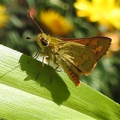 Ocybadistes walkeri at Acton, ACT - Yesterday by HelenCross