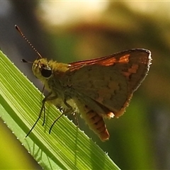Ocybadistes walkeri at Acton, ACT - 25 Mar 2025 02:02 PM