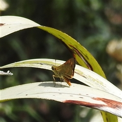 Ocybadistes walkeri at Acton, ACT - 25 Mar 2025 02:02 PM