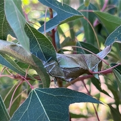 Dichocrocis clytusalis (Kurrajong Leaf-tier, Kurrajong Bag Moth) at Rivett, ACT - Yesterday by PGL