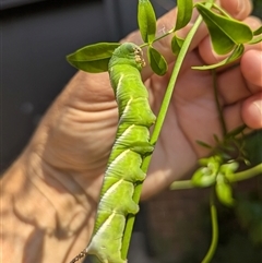 Psilogramma casuarinae (Privet Hawk Moth) at Acton, ACT - Yesterday by HelenCross