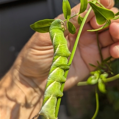 Psilogramma casuarinae (Privet Hawk Moth) at Acton, ACT - Yesterday by HelenCross