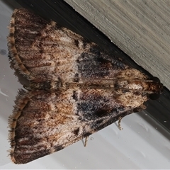 Orthaga thyrisalis (Teatree Web Moth) at Ainslie, ACT - 18 Mar 2025 by jb2602