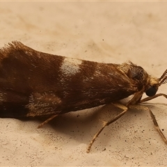 Anestia semiochrea (Marbled Footman) at Ainslie, ACT - 18 Mar 2025 by jb2602