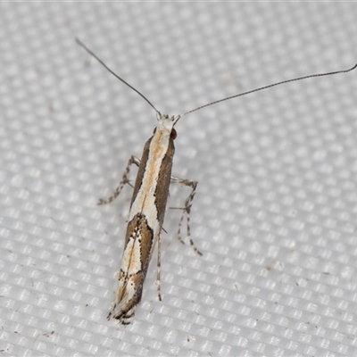 Acrocercops ophiodes (A Leaf Miner Moth) at Melba, ACT - 24 Mar 2025 by kasiaaus