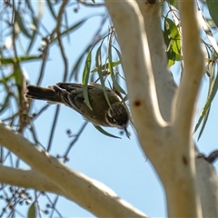 Melithreptus brevirostris at Higgins, ACT - 24 Mar 2025 by Untidy