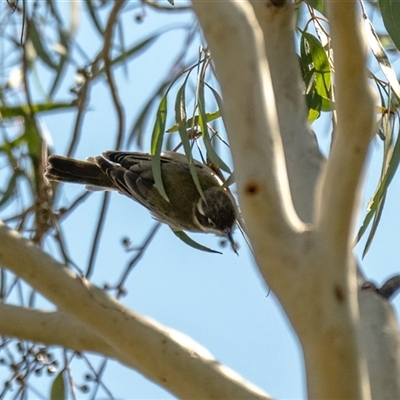 Melithreptus brevirostris at Higgins, ACT - 24 Mar 2025 by Untidy