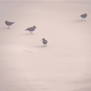 Haematopus fuliginosus at Port Macquarie, NSW - suppressed