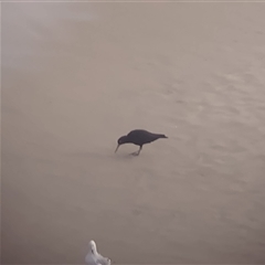 Haematopus fuliginosus at Port Macquarie, NSW - suppressed