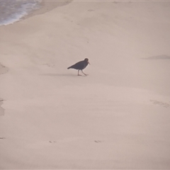 Haematopus fuliginosus at Port Macquarie, NSW - suppressed