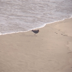 Haematopus fuliginosus at Port Macquarie, NSW - suppressed