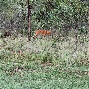 Canis lupus at Keinbah, NSW - 26 Mar 2025 07:28 AM