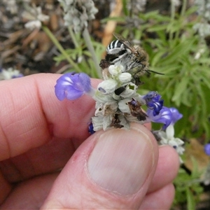 Amegilla sp. (genus) at Sawyers Gully, NSW - 4 Jan 2024 03:14 PM