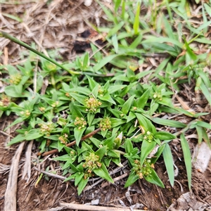 Richardia stellaris at Sawyers Gully, NSW - 9 Feb 2025 07:02 PM