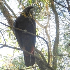 Calyptorhynchus lathami lathami at Exeter, NSW - suppressed