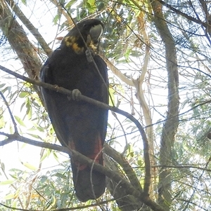 Calyptorhynchus lathami lathami at Exeter, NSW - suppressed