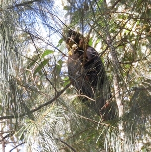 Calyptorhynchus lathami lathami at Exeter, NSW - suppressed