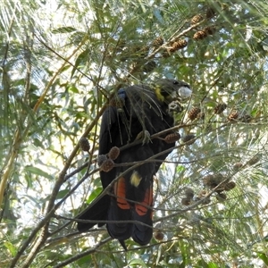 Calyptorhynchus lathami lathami at Exeter, NSW - suppressed