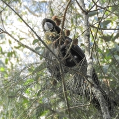 Calyptorhynchus lathami lathami at Exeter, NSW - suppressed