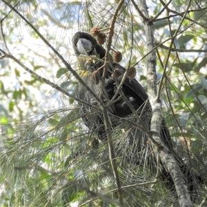Calyptorhynchus lathami lathami at Exeter, NSW - suppressed