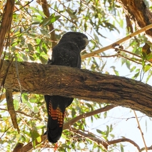 Calyptorhynchus lathami lathami at Exeter, NSW - suppressed