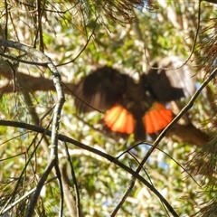 Calyptorhynchus lathami lathami at Exeter, NSW - suppressed