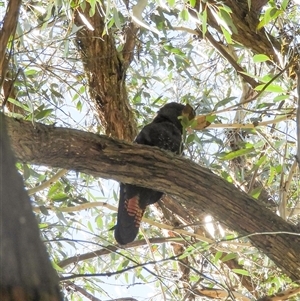 Calyptorhynchus lathami lathami at Exeter, NSW - suppressed