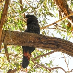 Calyptorhynchus lathami lathami at Exeter, NSW - suppressed