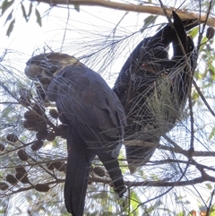 Calyptorhynchus lathami lathami at Exeter, NSW - suppressed