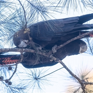 Calyptorhynchus lathami lathami at Penrose, NSW - suppressed