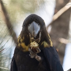 Calyptorhynchus lathami lathami at Penrose, NSW - suppressed