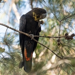 Calyptorhynchus lathami lathami at Penrose, NSW - suppressed