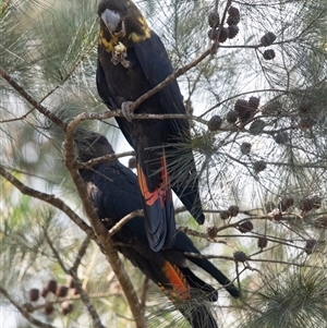 Calyptorhynchus lathami lathami at Penrose, NSW - suppressed