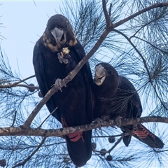 Calyptorhynchus lathami lathami at Penrose, NSW - suppressed