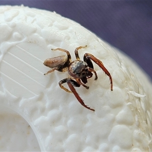 Opisthoncus sp. (genus) at Weetangera, ACT - 25 Mar 2025 01:13 PM