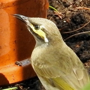 Caligavis chrysops at Aranda, ACT - 25 Mar 2025 12:34 PM