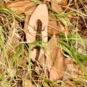 Lampropholis guichenoti at Aranda, ACT - 25 Mar 2025 11:59 AM