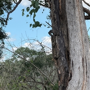Varanus varius at Brownlow Hill, NSW - suppressed