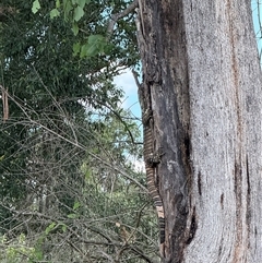Varanus varius at Brownlow Hill, NSW - suppressed