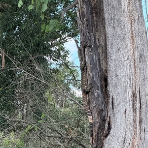 Varanus varius at Brownlow Hill, NSW - suppressed